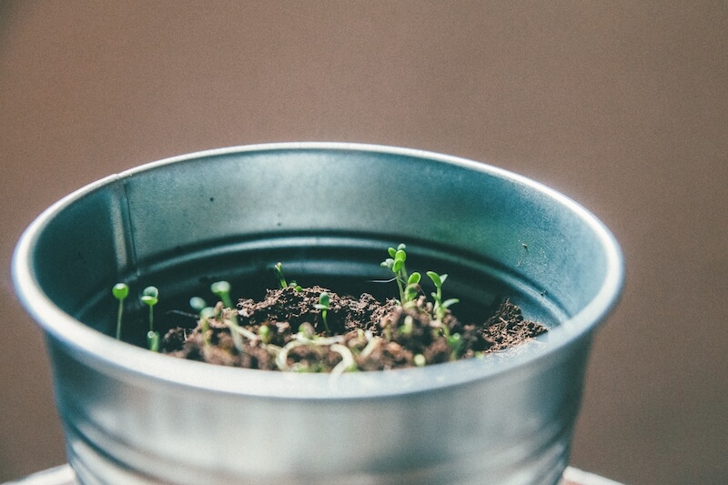 graines germées dans un pot