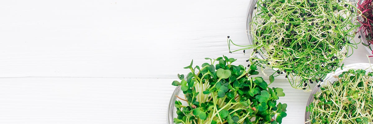 Comment faire des graines germées Bio - Alfalfa & Roquette (facile