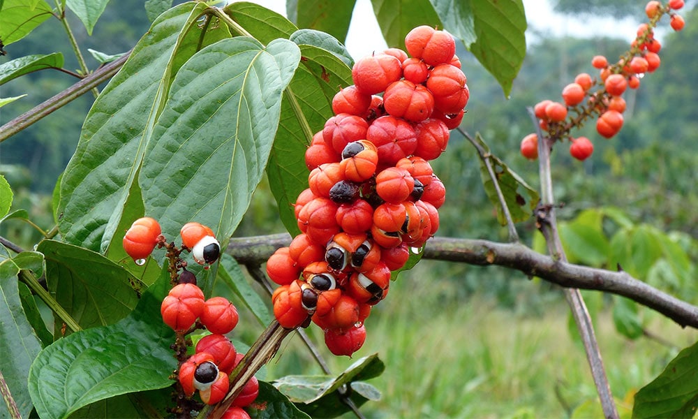 guarana-fruits-foret-amazon-bresil-blog-debardo