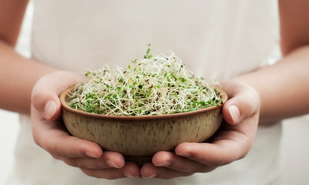 bienfaits alfalfa luzerne germination