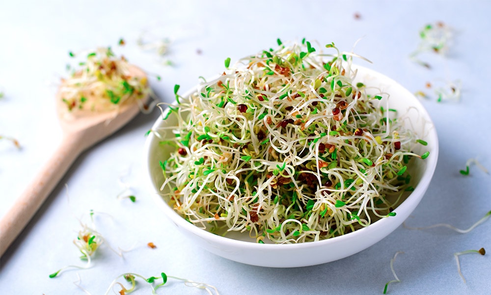 Comment faire des graines germées Bio - Alfalfa & Roquette (facile