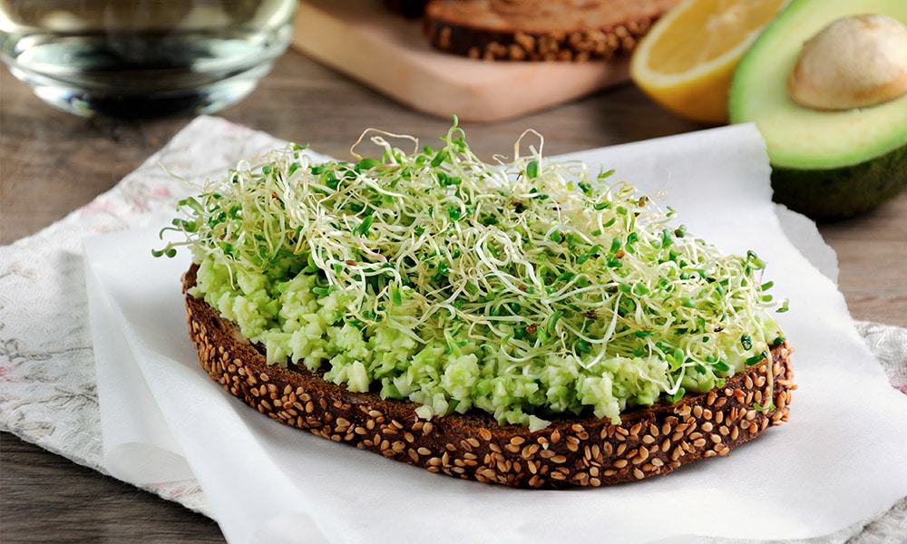 Graines germées d'alfalfa : origine, culture et vertus de la reine de la  germination