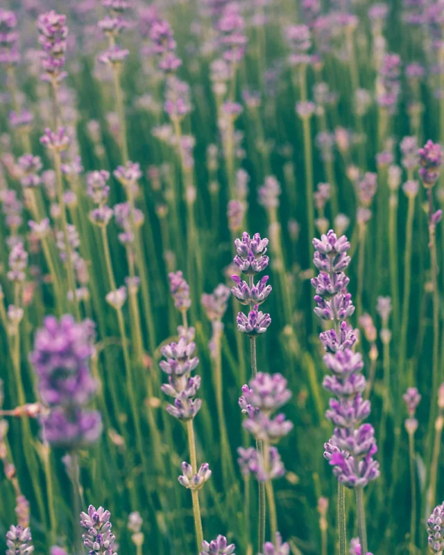 Un champ de bonheur 💜

La lavande commence à pointer le bout de son nez au début du mois de mai. Symbole de sérénité, de purification et d'amour, c'est l'un de nos plus beaux compagnons d'été. ☀️

Et surtout, c'est l'occasion rêvée de s'évader au cœur de ces champs fleuris et parfumés et de laisser la nature faire son œuvre : apaiser le corps, réchauffer l'âme et alléger l'esprit. 🌿✨

Un bain de nature, de calme et de lumière, idéal pour recharger ses batteries et se reconnecter à l'essentiel. 🫶
.
.
.
#debardo #debardobio #printemps #spring #soleil #fleur #fleurs #flowers #paysage #nature #pleinair #lavcande #selfcare #developpementpersonnel #motivation #bienetre #health #healthy #renouveau #bonnejournee